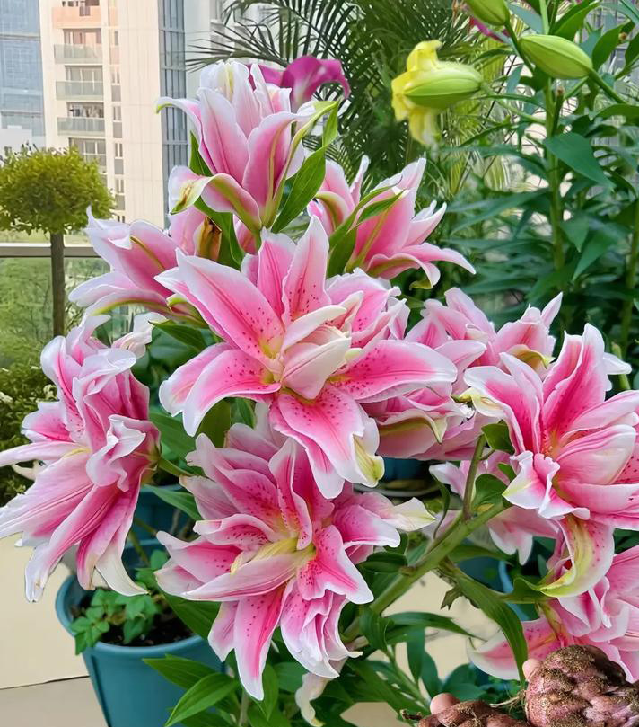 How to Care For lily