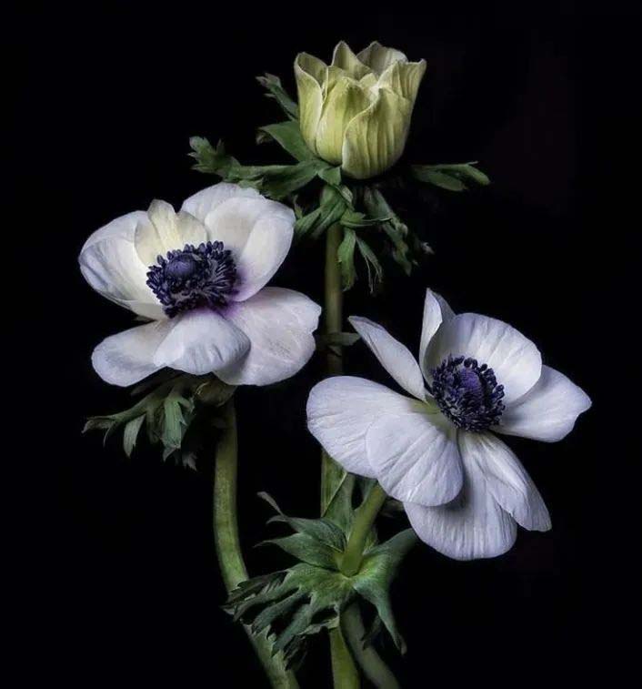 How to Care For Your Flowers