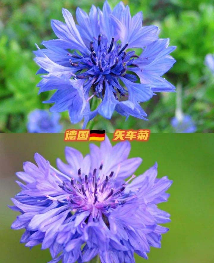 the national flower of every country