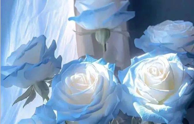 Crushed Ice Blue Rose
